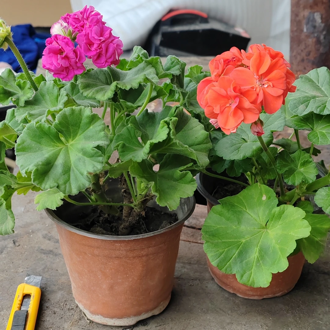 天竺葵两盆包邮到家