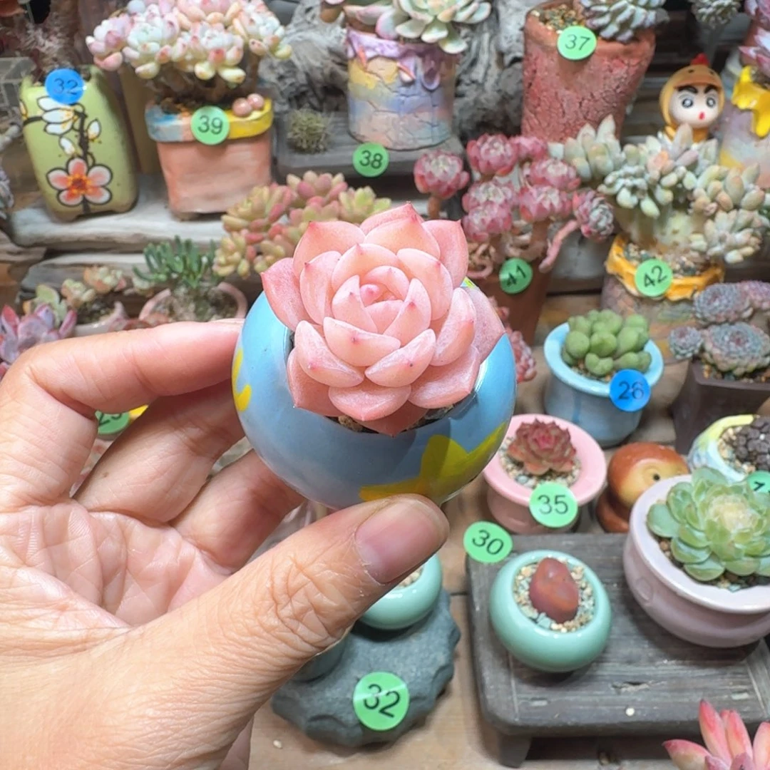 纯爱 多肉含盆土 一物一拍