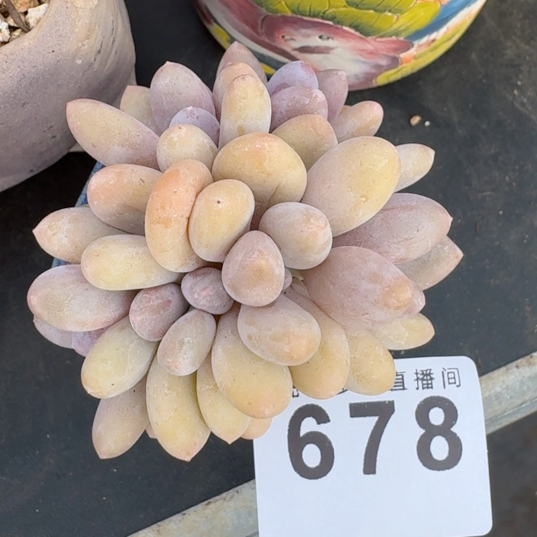 ぞ***️蛋黄奶朵缀      愿你一路坦途，乘风破浪展宏图