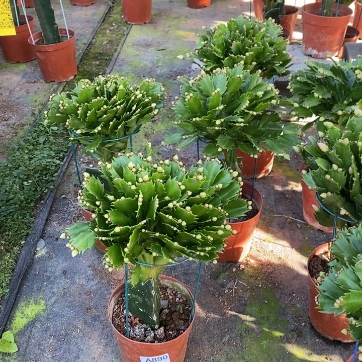 当前无花栽培后可以开花深**兰890嫁接白玛丽