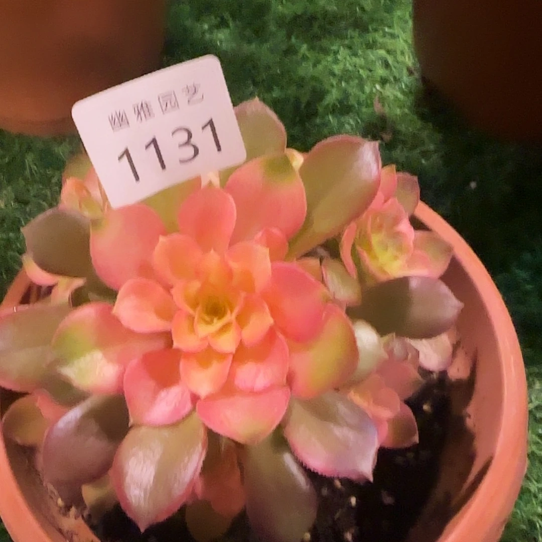 多肉植物雅典娜1131