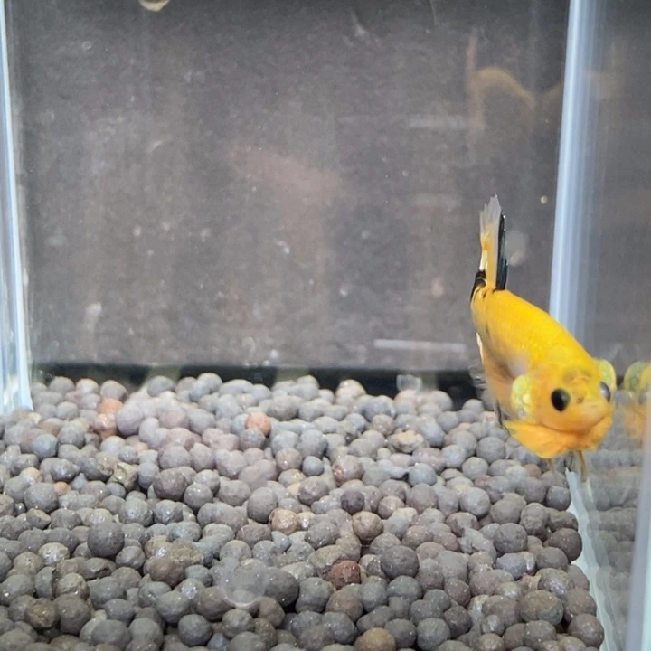 斗鱼泰国斗鱼596号