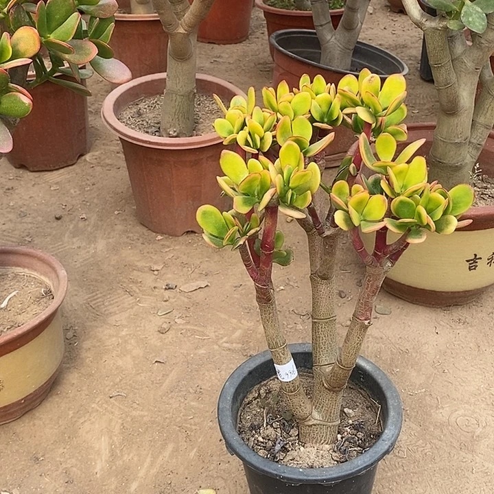 苍*15黄金花月一物一拍