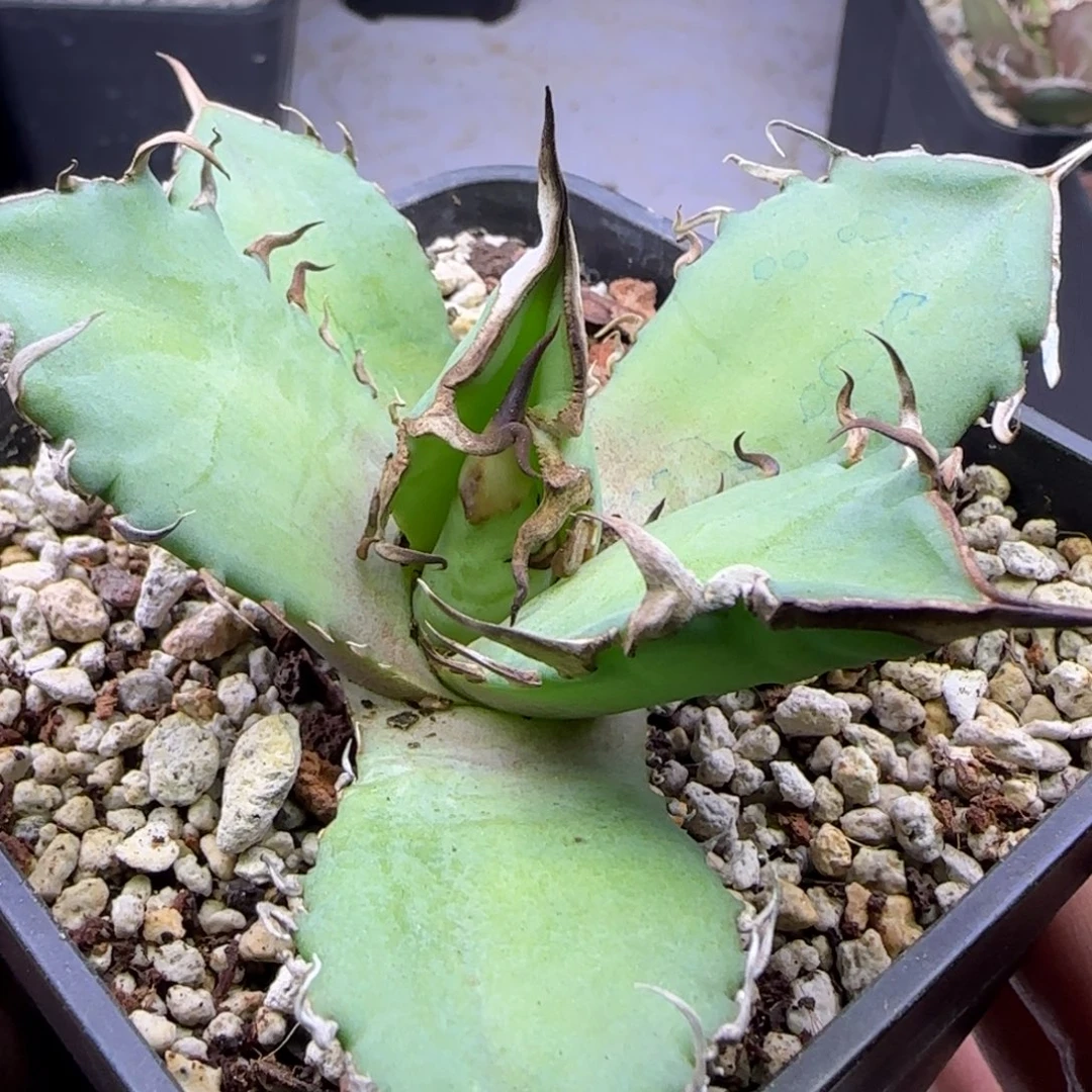 双十二活动实生仁王冠26