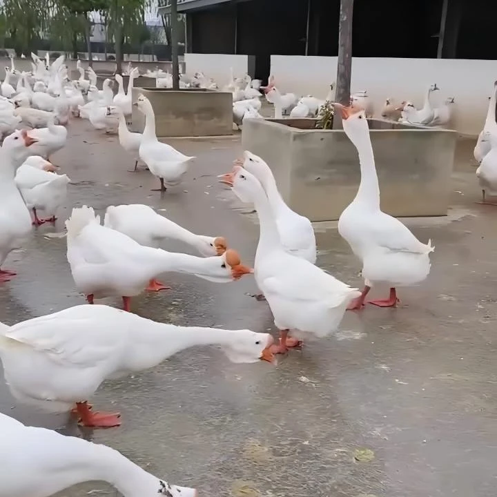 宠物鸭/鹅/四季/脱温/3斤左右到手2只