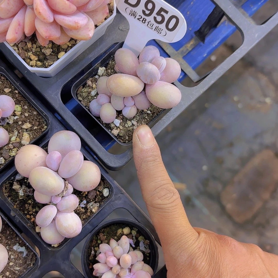 D950水光针一物一拍