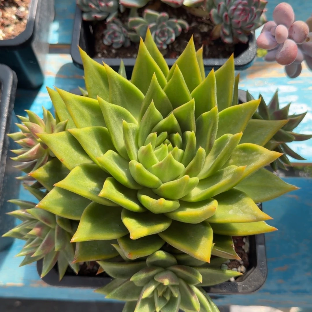 泼天富贵，一物一拍9