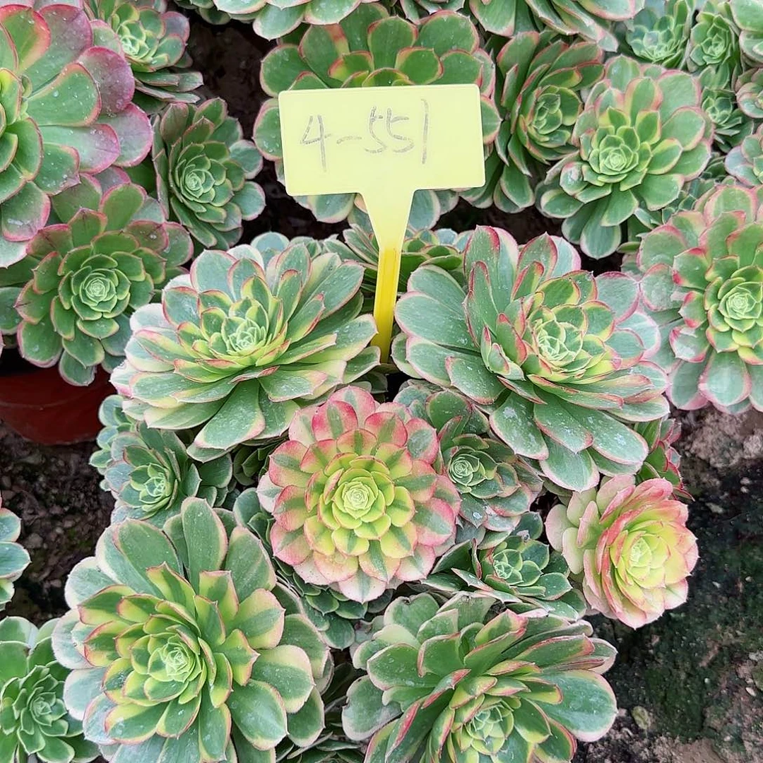 4-551--+多头多肉奶白