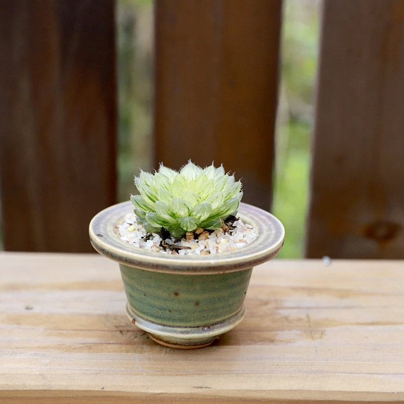 【翠云玉露锦】自然锦可爱多肉植物晶莹剔透散光好养室内掌中宝绿植