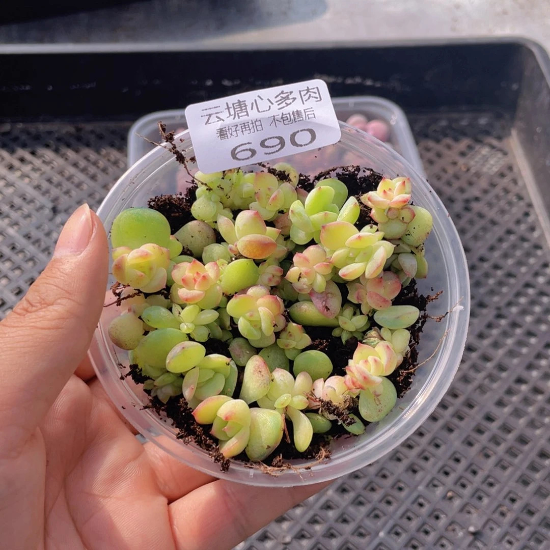 ?****?云糖心多肉植物690