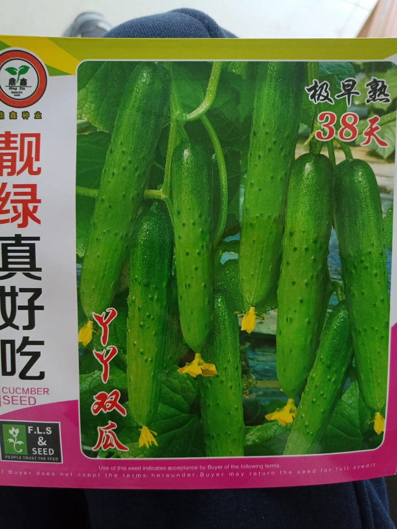 靓绿真好吃旱黄瓜籽5克