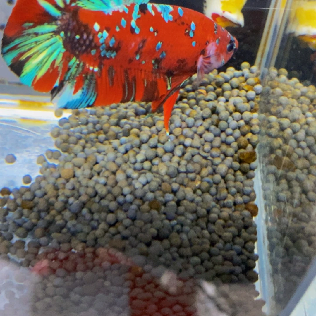 斗鱼270巨斗1111星