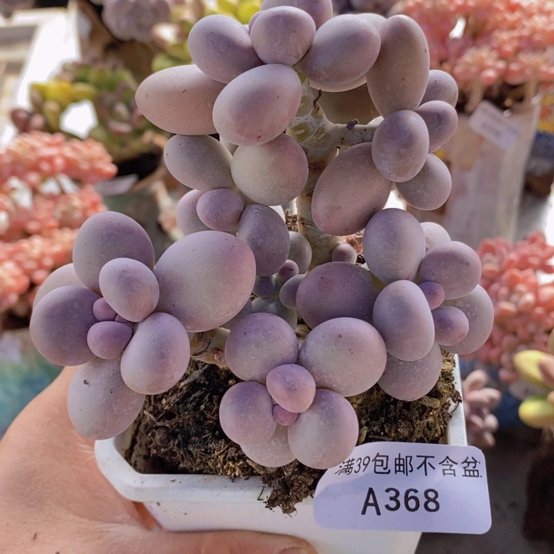 原始奶9vm368多肉植物