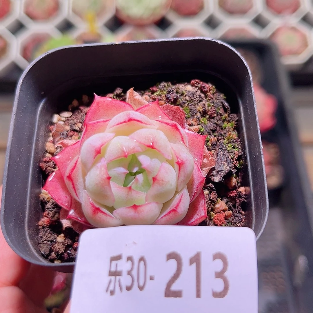 乐然30-213 女王单头