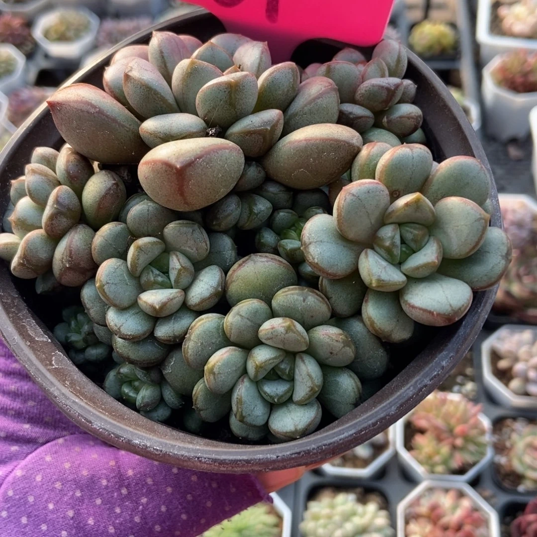 61葡萄多肉植物多肉