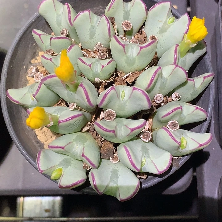 精品多肉植物精品多肉