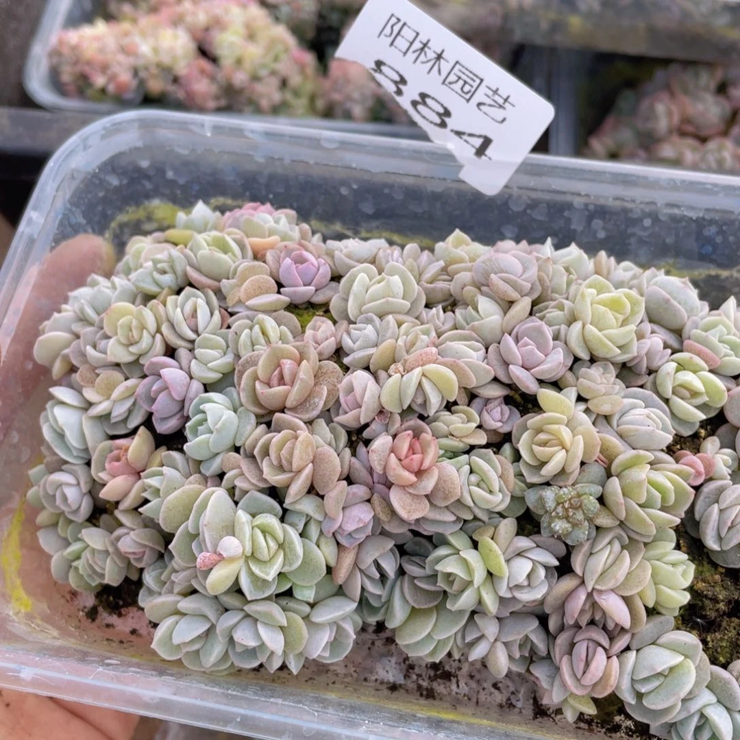 蹲*儿多肉植物多肉植物884