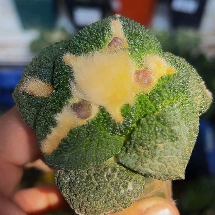 无花朵福利绣普大尤细密尤哥斯拉牡丹908