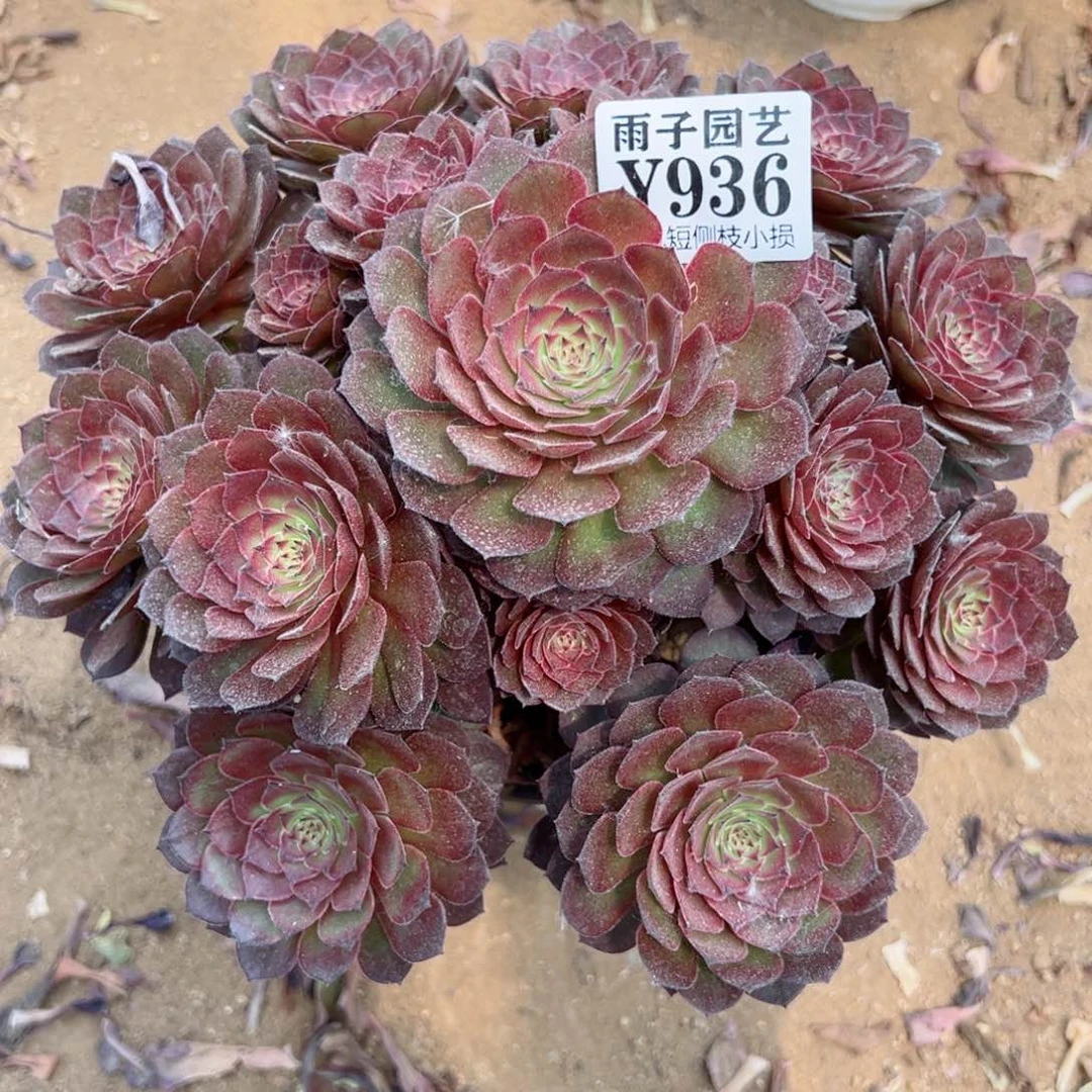 936红魔尺寸25左右