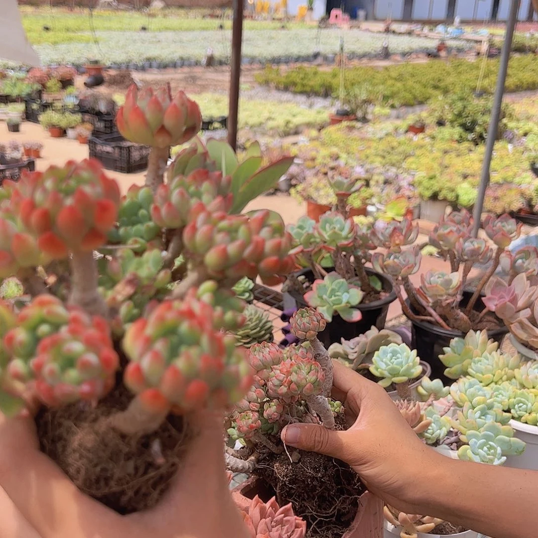 蓝苹果 整桩整群。