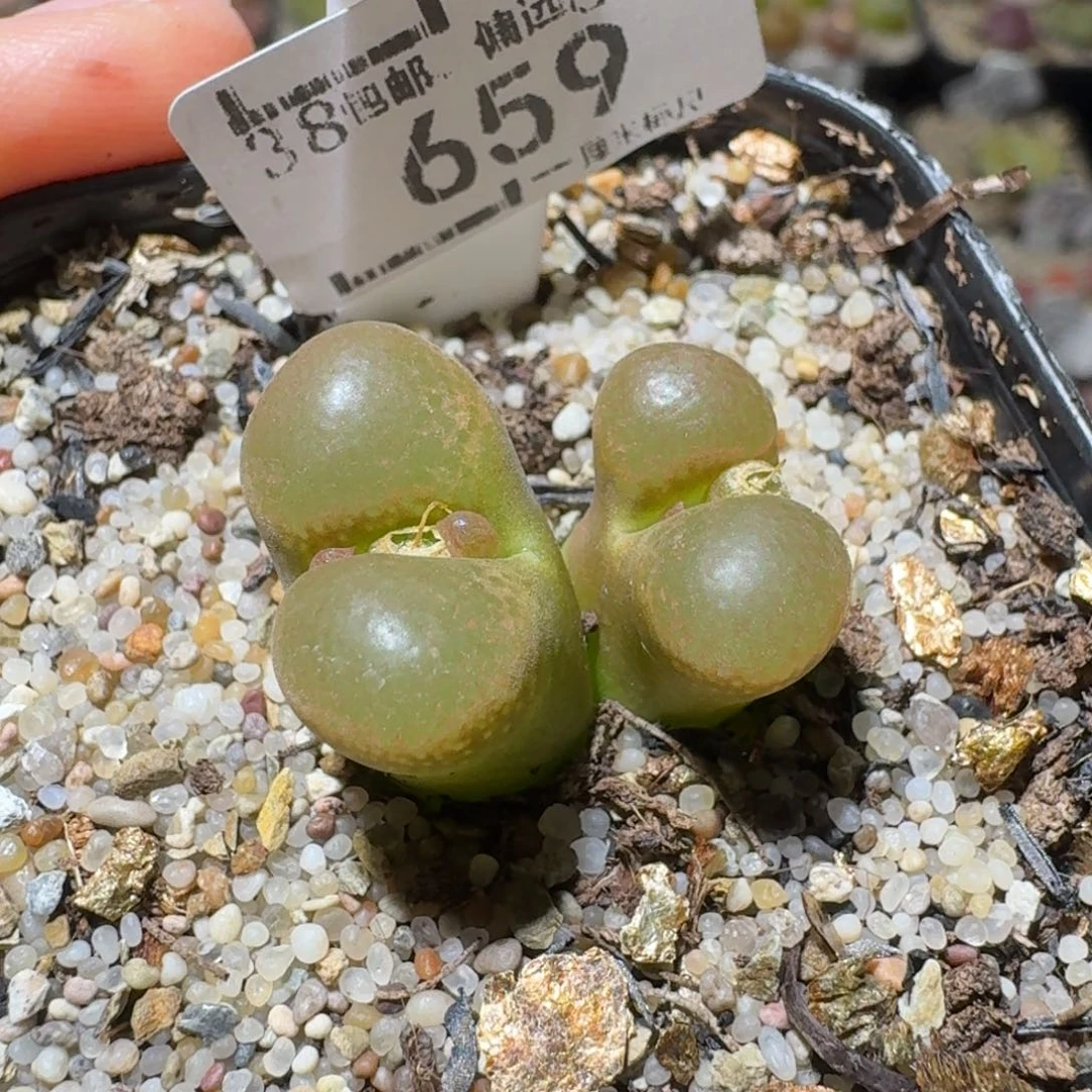 Sss清货了便宜走659