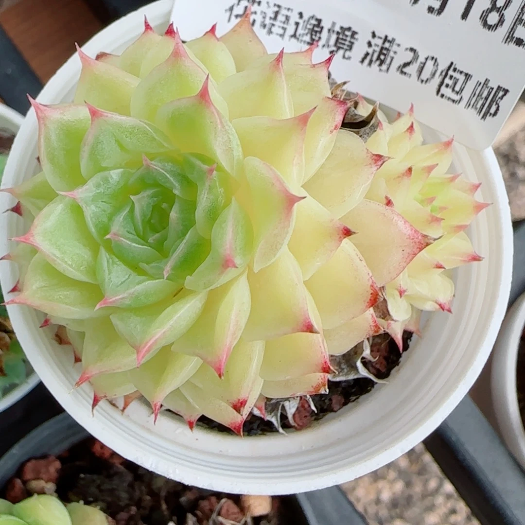 花语逸镜0018-85散