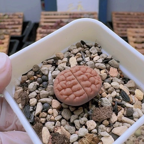 就**心1956黄露美玉脑纹脱土发货