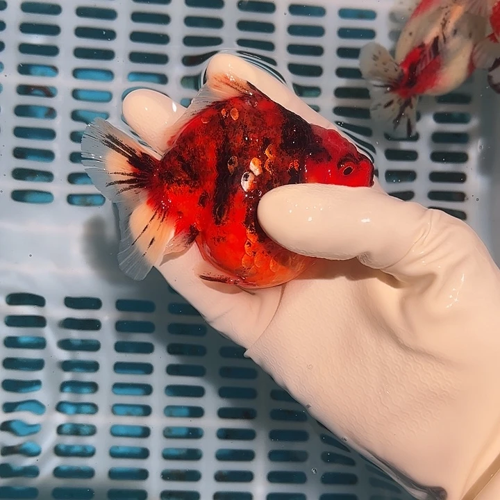 金鱼包邮185275241