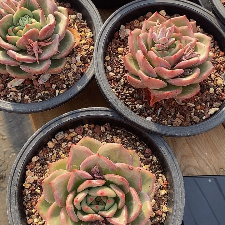 Q橙单头，福利多多