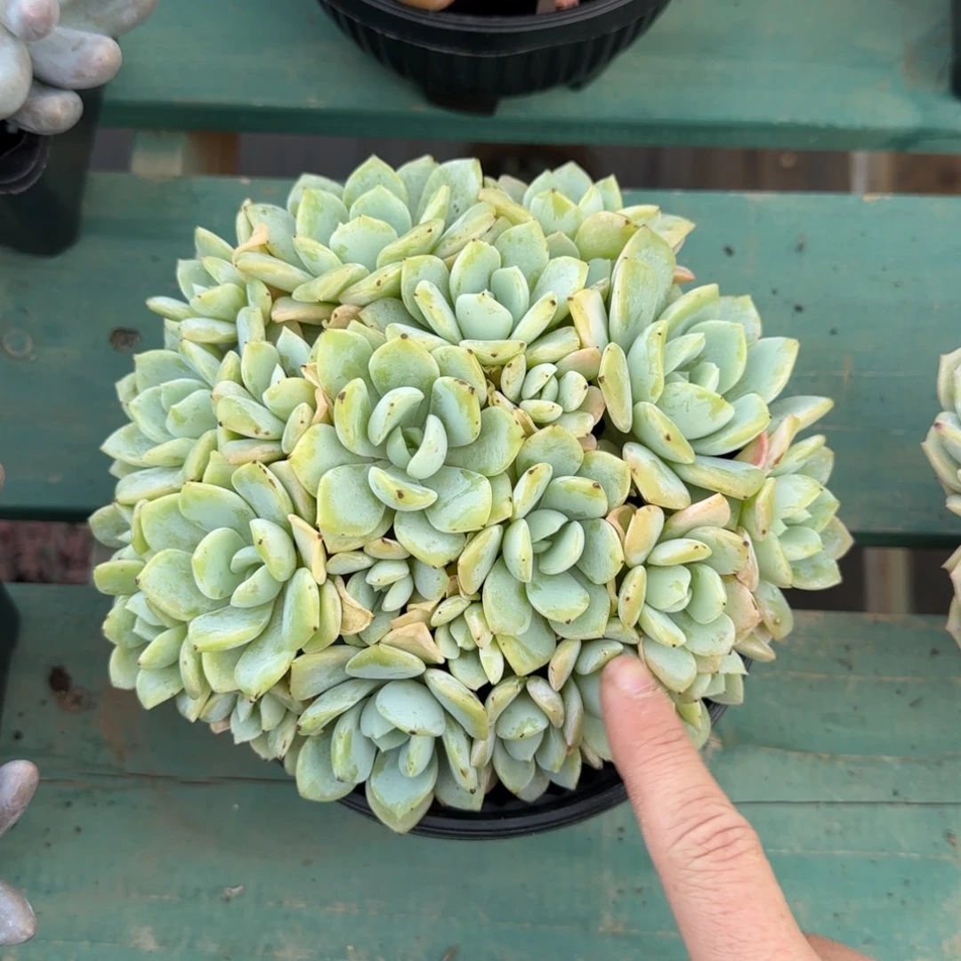 暮光之城，发货点延迟