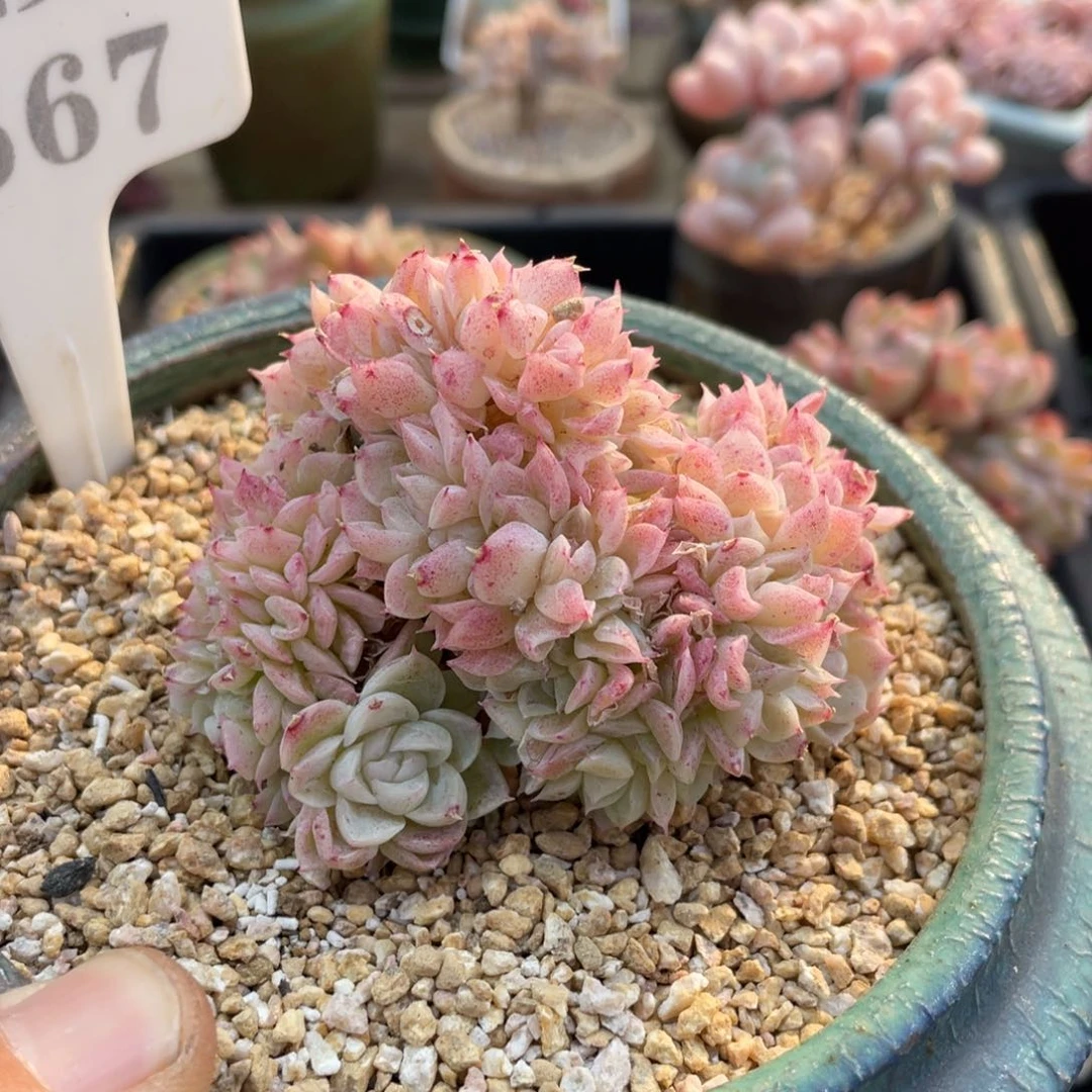 0667女王缀不带盆7厘米