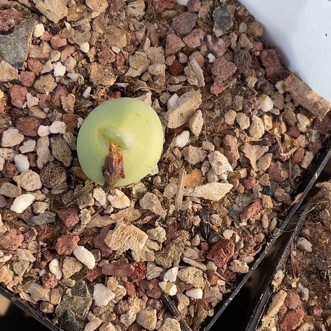 水***冻14-14肉锥多肉植物