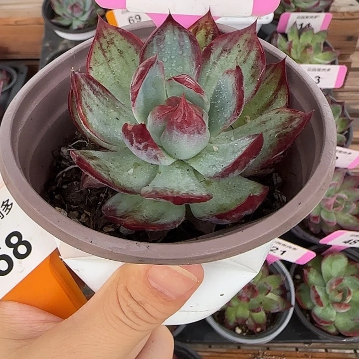 冰****25 惊鸿仙子多肉植物
