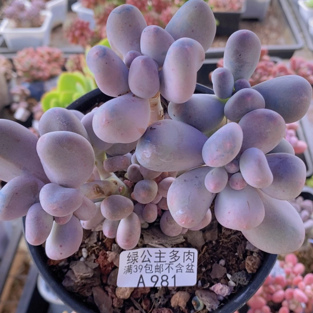 米可奶12cm981多肉酱