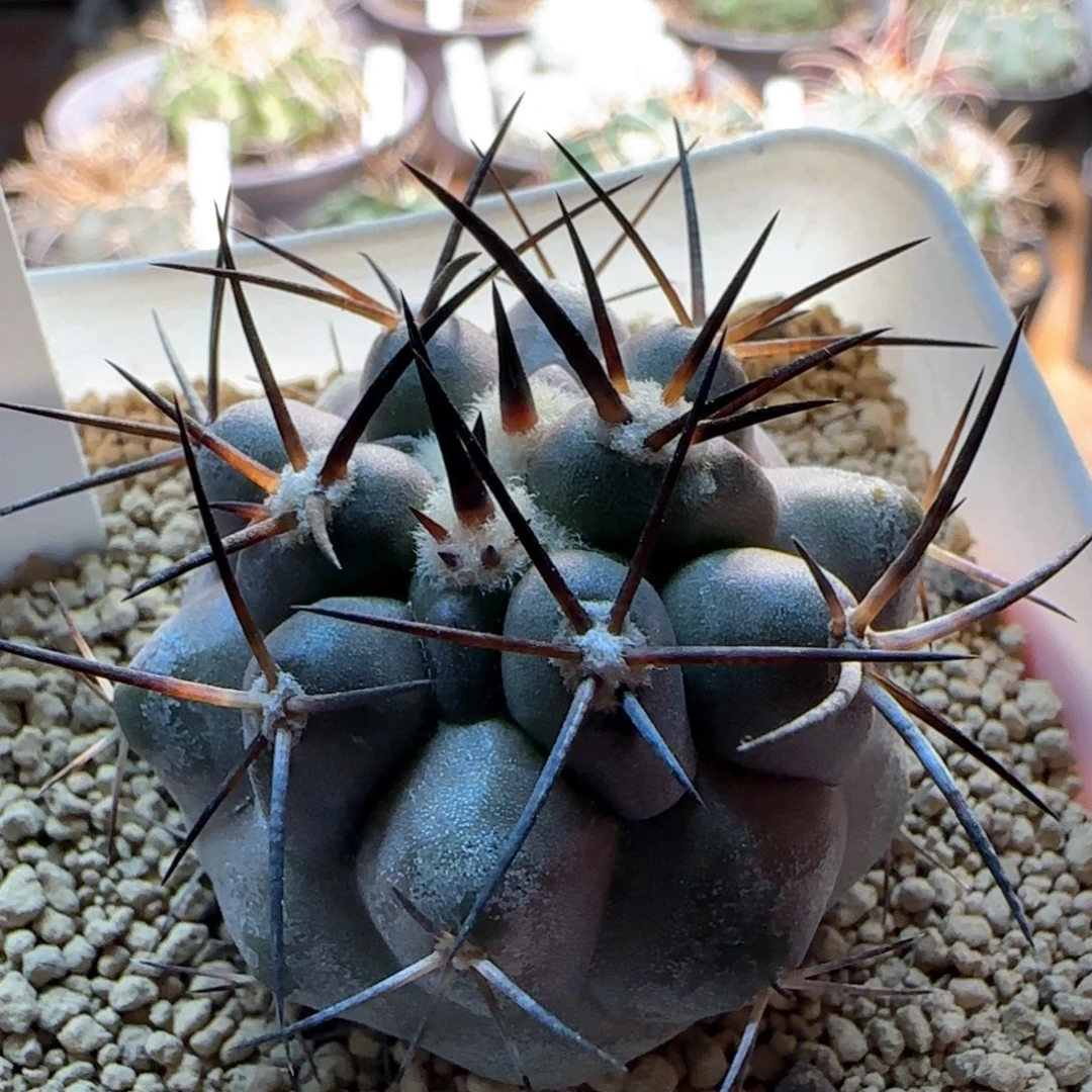 粗刺杜拉丸实生仙人球