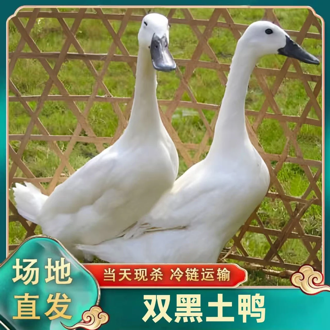 农家放养 双黑土鸭 单只净重2.7-3斤/只 净膛无舌 带鸭掌鸭翅