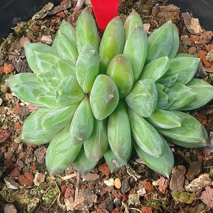 胖体暗纹美人535多肉植物