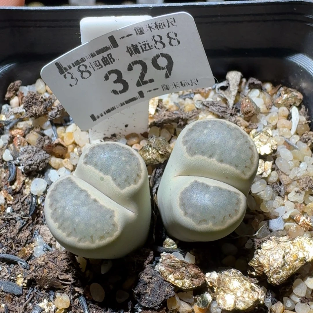Sss精品生石花 329