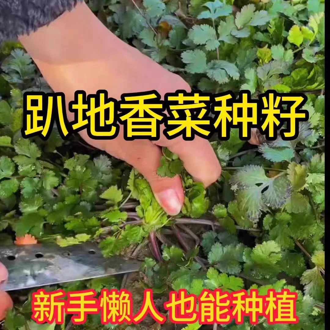 紫根趴地香菜种子老品种矮杆趴地香菜种子小叶浓香型芫荽种籽