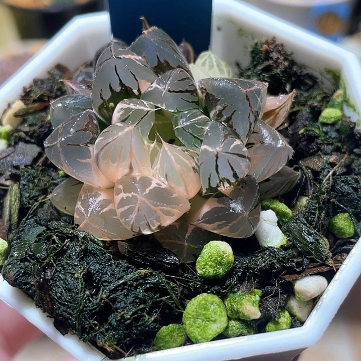 698水晶实生锦特选福利