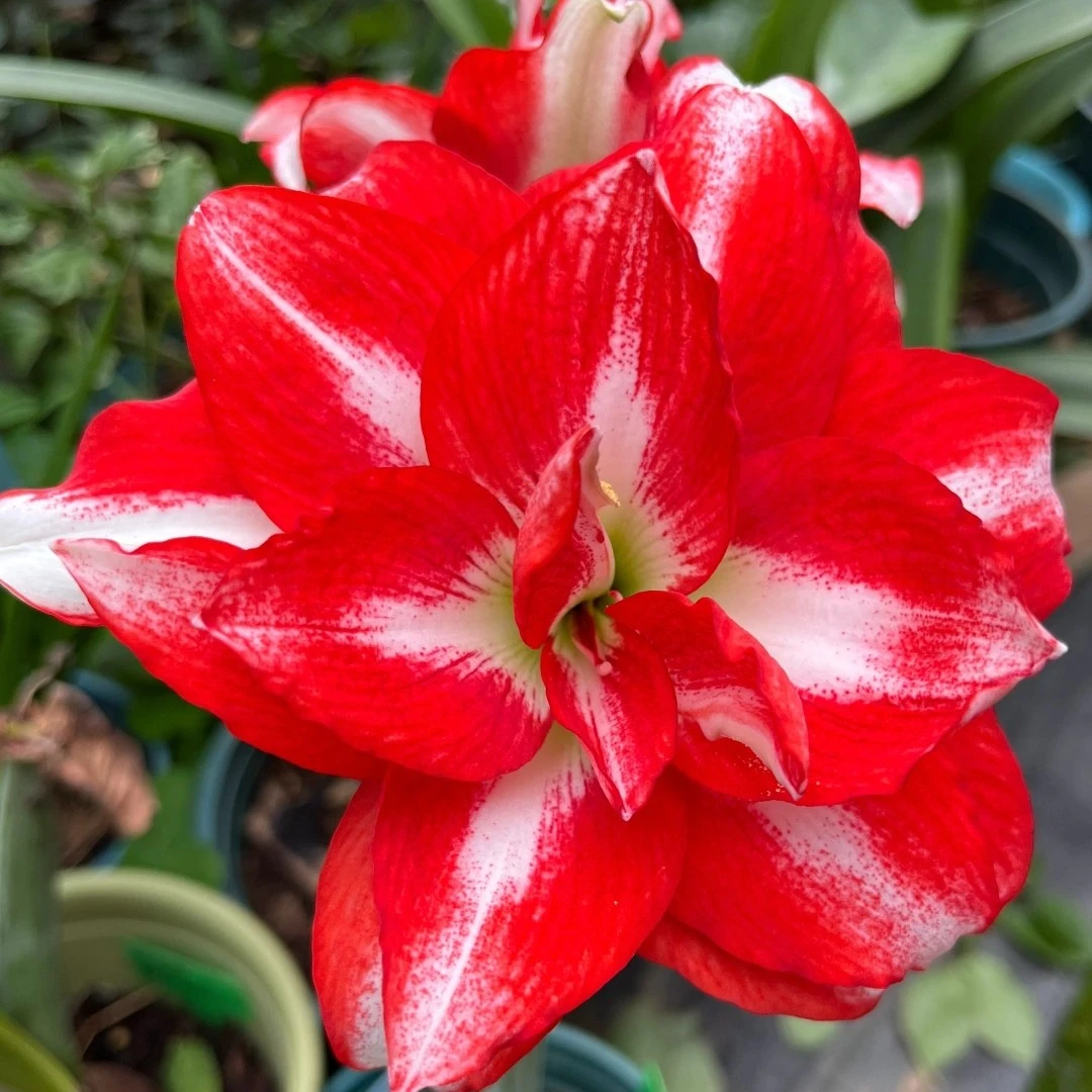 福利组合【异域孔雀9+cm无侧裸根+克瑞斯7+cm带侧各一颗★朱顶红