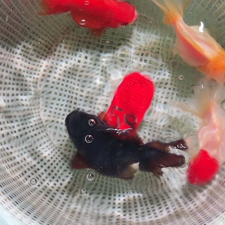 金鱼58号尺寸8-11区间