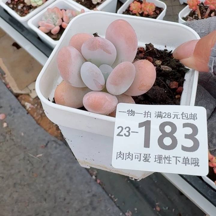 橙奶多肉无盆土发货