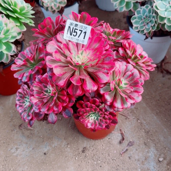 571鸿通白官服25左右2