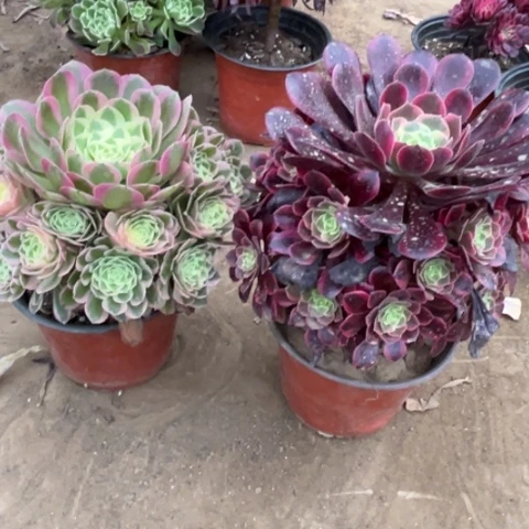 652多肉植物组合