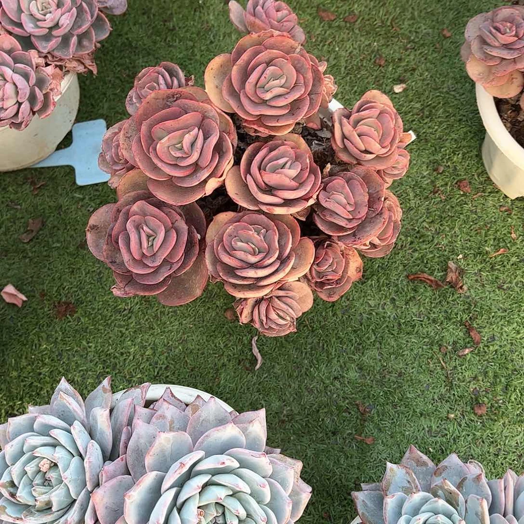 静*秀妍玫瑰多肉植物