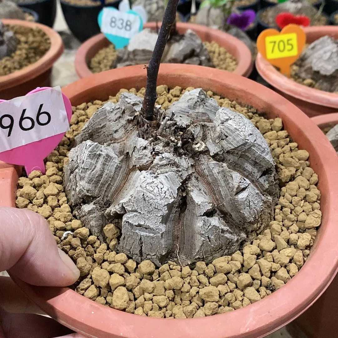 南非龟甲龙龟甲龙