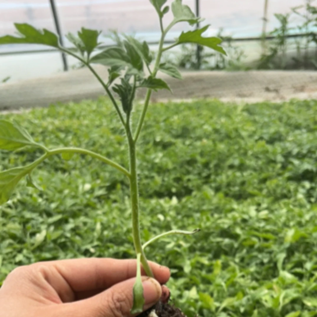 高颜值火山西红柿苗6棵