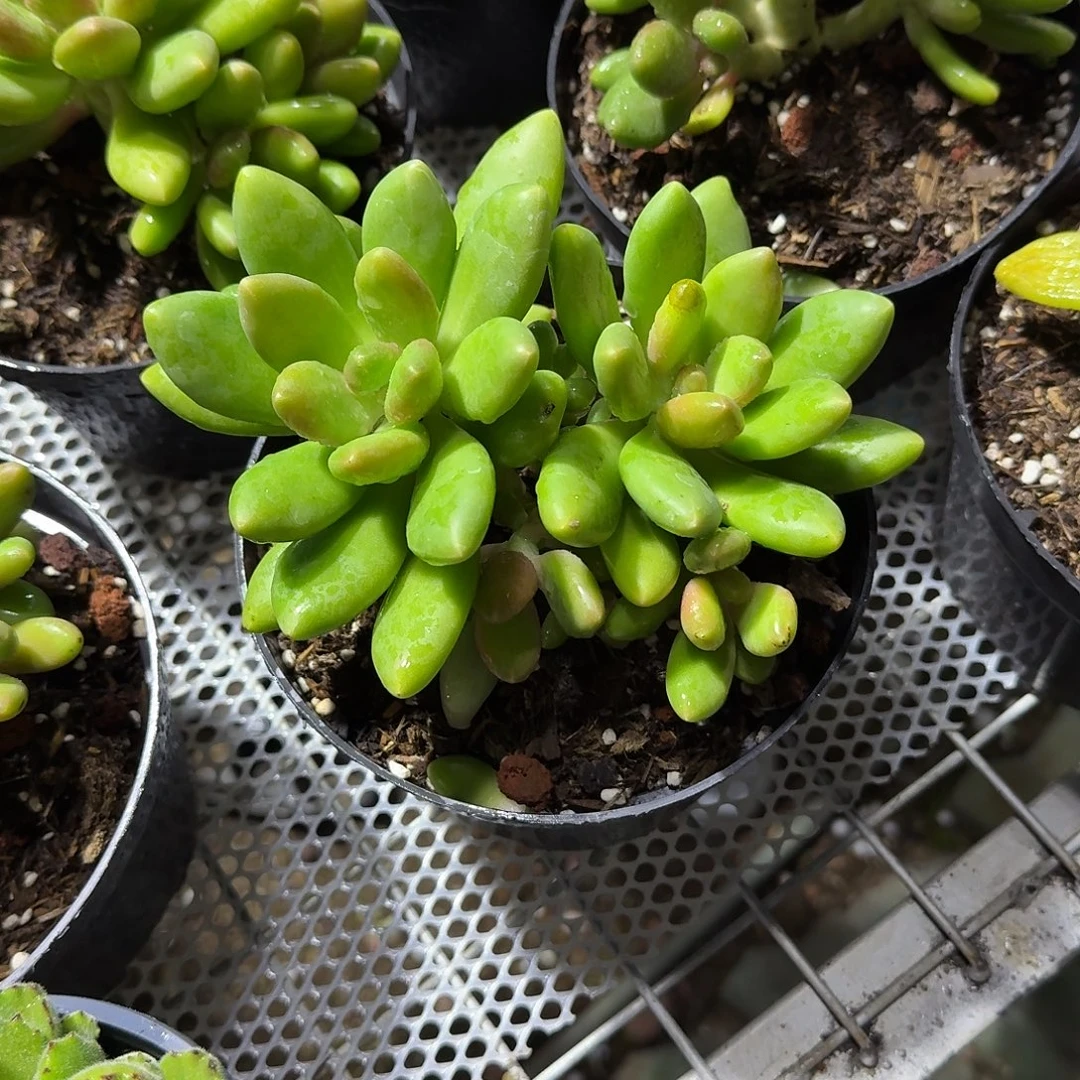 大号芒果奶酪多肉植物