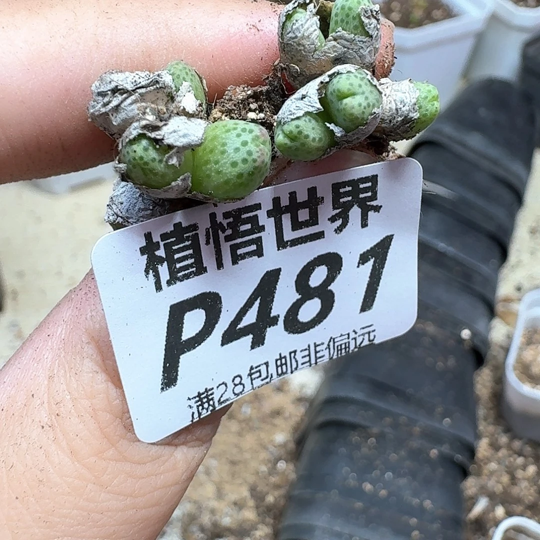 多肉植物的润泽地方